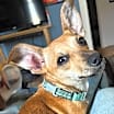 Thumbnail photo of Sandy #1