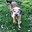 Thumbnail photo of Abby #1