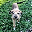 Thumbnail photo of Abby #2