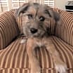 Thumbnail photo of Abby #3