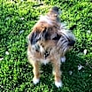 Thumbnail photo of Abby #4