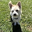 Thumbnail photo of Toby #1