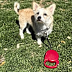Thumbnail photo of Toby #2