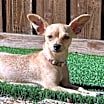 Thumbnail photo of Coco #1