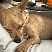 Thumbnail photo of Coco #2