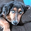 Thumbnail photo of Brody #3