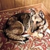 Thumbnail photo of Figgy 6899 #4