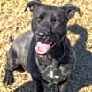 Thumbnail photo of Suzie #1