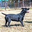 Thumbnail photo of Suzie #2