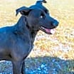 Thumbnail photo of Suzie #3