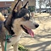Thumbnail photo of Enzo *Foster Needed* #1