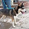Thumbnail photo of Enzo *Foster Needed* #2