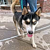 Thumbnail photo of Enzo *Foster Needed* #3