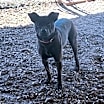 Thumbnail photo of Yoshi #2