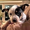 Thumbnail photo of Pepper #1