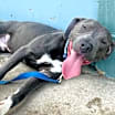 Thumbnail photo of Chalupa #1