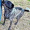 Thumbnail photo of Huck #1