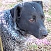 Thumbnail photo of Huck #2