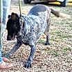 Thumbnail photo of Huck #3