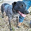 Thumbnail photo of Huck #4