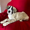 Thumbnail photo of Ash #1