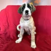 Thumbnail photo of Ash #2