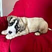 Thumbnail photo of Ash #3