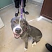 Thumbnail photo of Dolly #2