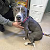 Thumbnail photo of Dolly #3