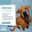 Thumbnail photo of Paxton (Foster-to-Adopt) #1