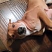 Thumbnail photo of Paxton (Foster-to-Adopt) #2