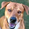 Thumbnail photo of Paxton (Foster-to-Adopt) #3