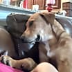 Thumbnail photo of Paxton (Foster-to-Adopt) #4