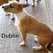 Thumbnail photo of Dublin #2