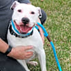 Thumbnail photo of OREO #1