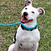 Thumbnail photo of OREO #4