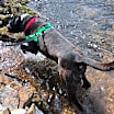 Thumbnail photo of Leonardo #4