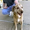 Thumbnail photo of Cato #2