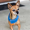 Thumbnail photo of Josie #4