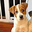 Thumbnail photo of Nixa URGENT HELP! #2