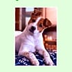 Thumbnail photo of Nixa URGENT HELP! #1