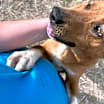 Thumbnail photo of Danner #4