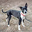 Thumbnail photo of Hershey #1