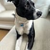 Thumbnail photo of Hershey #3