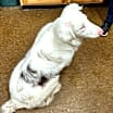Thumbnail photo of Aspen #2