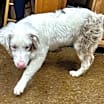 Thumbnail photo of Aspen #4