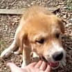 Thumbnail photo of ZCL Pyrenees pups #4