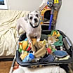 Thumbnail photo of Davis #1