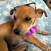 Thumbnail photo of Petey #1