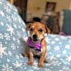 Thumbnail photo of Petey #2